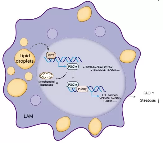 LAMs exert hepatoprotective function via the HGF–MET axis